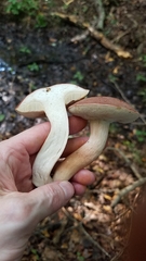 Xanthoconium purpureum