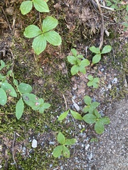 Arctocrania