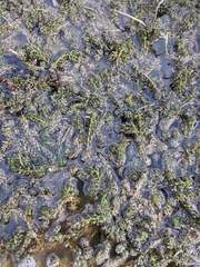 Hydrocharitaceae