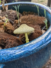 Leucocoprinus birnbaumii