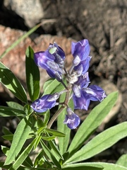 Lupinus argenteus