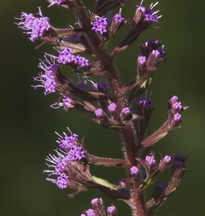 Carphephorus paniculatus