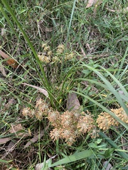 Lomandra multiflora