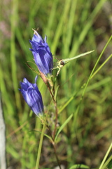 Gentiana pneumonanthe