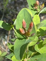 Hypericum virginicum
