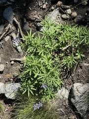Lupinus argenteus