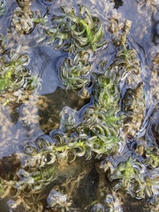 Hydrocharitaceae