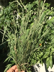 Muhlenbergia mexicana