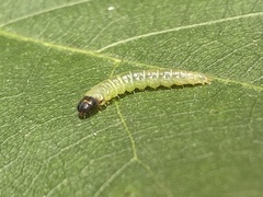 Psilocorsis reflexella
