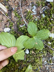 Arctocrania