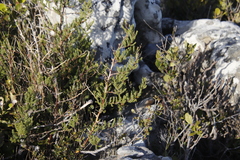 Asparagus rubicundus