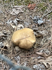 Tylopilus felleus