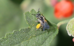 Perdita sphaeralceae