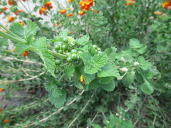 Lantana urticoides