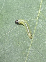 Psilocorsis reflexella