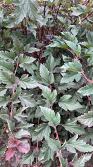 Physocarpus opulifolius