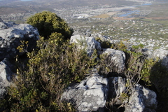 Asparagus rubicundus