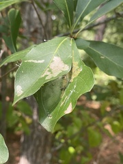 Psilocorsis reflexella
