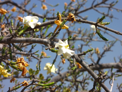powderbark gardenia (Gardenia ternifolia)