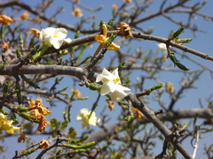 Gardenia ternifolia