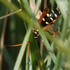 Parabatozonus lacerticida