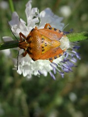 Carpocoris