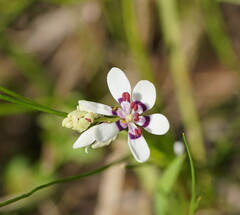 Wurmbea dioica