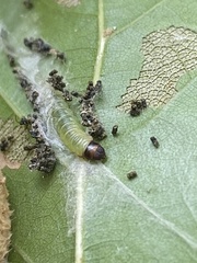 Psilocorsis reflexella