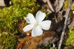 Drosera aberrans