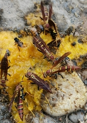 Polistes instabilis