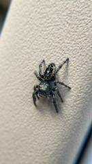 Phidippus borealis