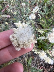 Antennaria parvifolia
