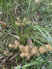 Lomandra multiflora