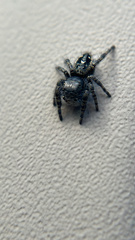 Phidippus borealis