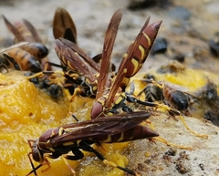 Polistes instabilis
