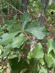 Quercus nigra