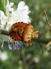 Carpocoris