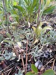Antennaria parvifolia