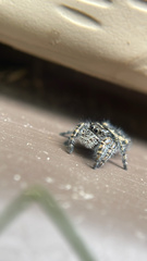 Phidippus borealis