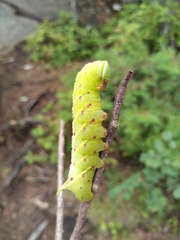 Paonias excaecata
