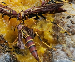 Polistes instabilis