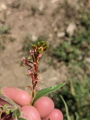 Oenothera curtiflora