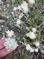 Antennaria parvifolia