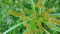 Cyperus erythrorhizos