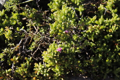 Lampranthus falciformis