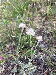 Antennaria parvifolia