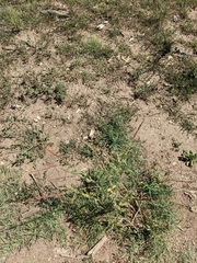 Oenothera curtiflora