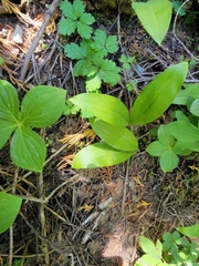 Clintonia uniflora