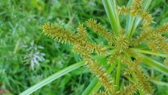 Cyperus erythrorhizos
