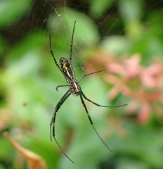 Trichonephila clavata